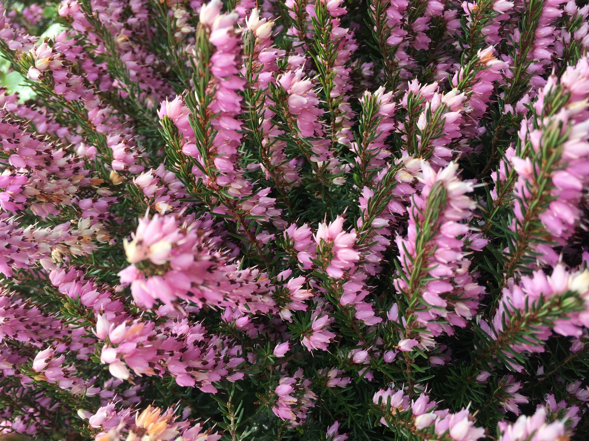 Bruyère rose en fleurs, Heather, une des fleurs de Bach