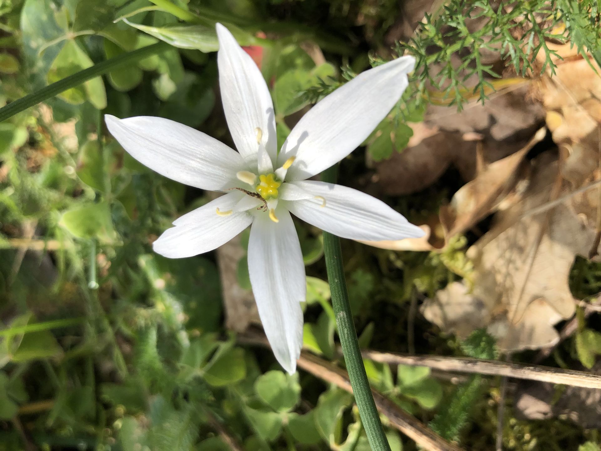 Ornithogale en étoile, Star of Bethlehem, une des fleurs de Bach