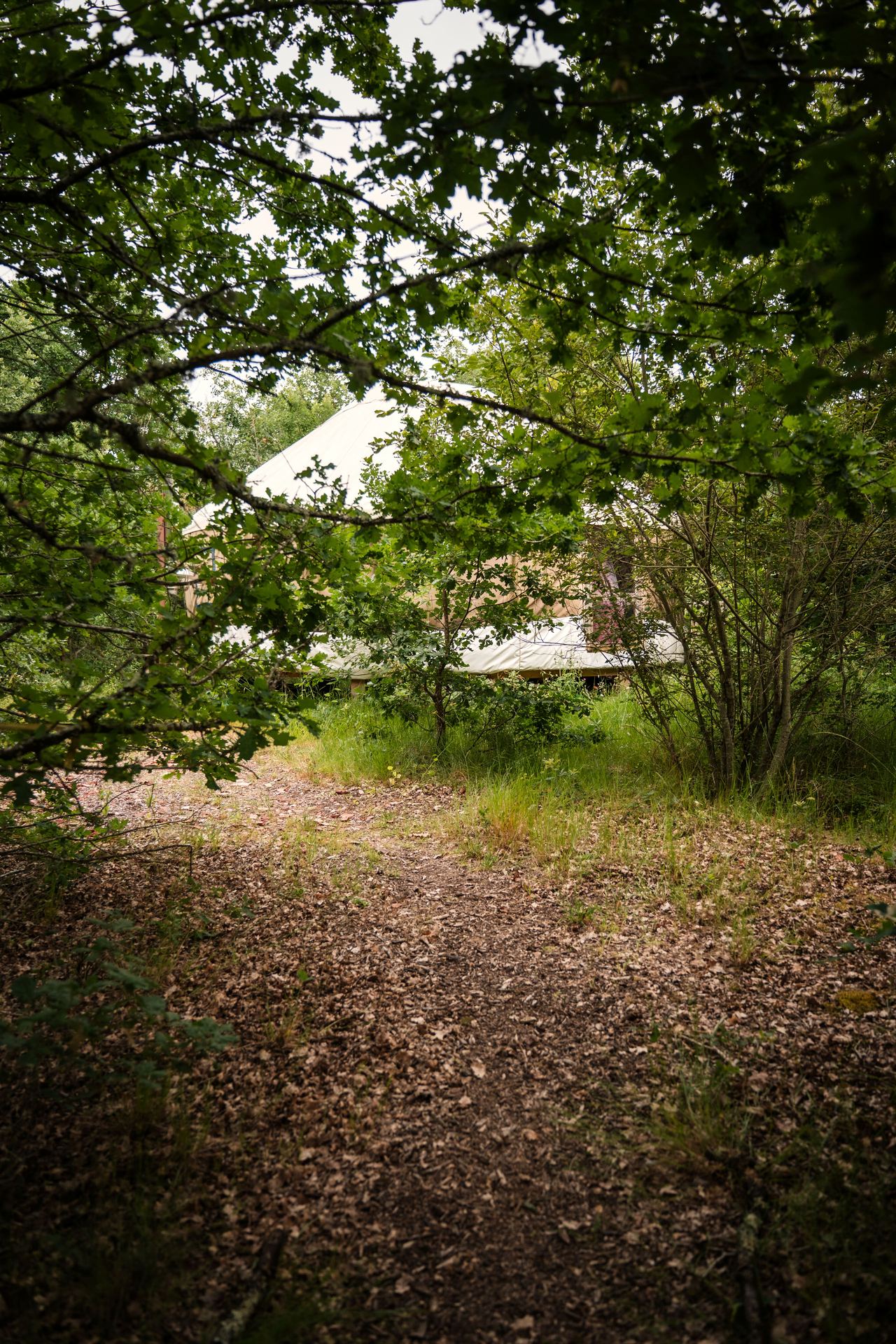 Chemin de sous-bois menant à la yourte cachée dans la verdure