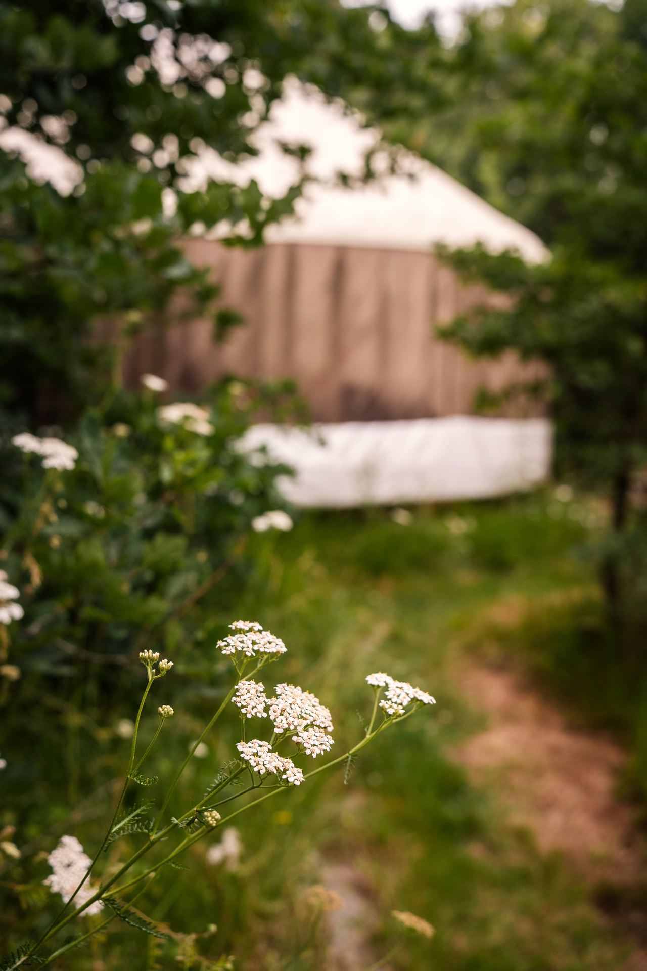 Achillée en fleurs devant la yourte, dans la nature en Dordogne